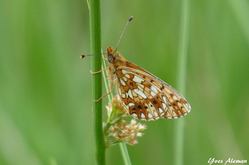 Petit collier argenté.jpg